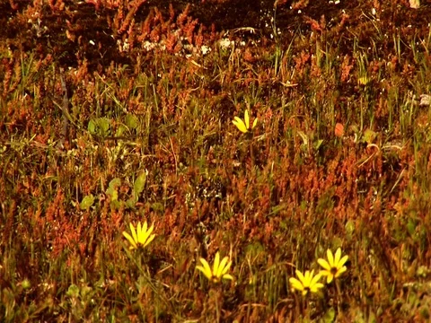 Camera follow across a grassy ground. Stock Footage 80243014