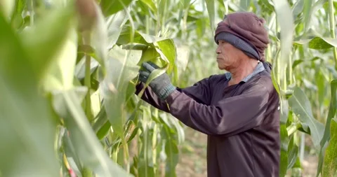 Camera follow farmer pick corn.Thai farmers are collecting mature corn. Stock Footage 246595814