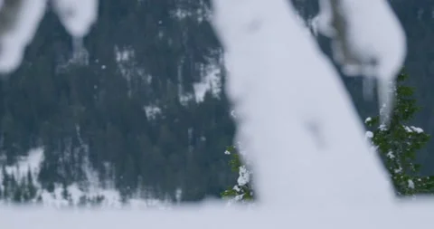 Camera follow a golden eagle flying majestically in the mountains in the winter Stock Footage 166850054