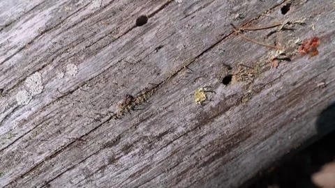 Camera following ants on old fallen tree trunk in close up Stock Footage 342348110