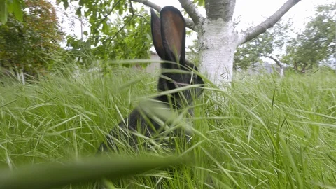 Camera following black rabbit in dense grass near the tree Stock Footage 98764814
