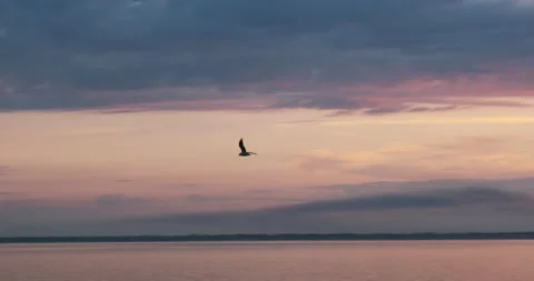 Camera following  flying bird gull in sunset, sunrise on river, ocean, sea, lake Video stock 141316945