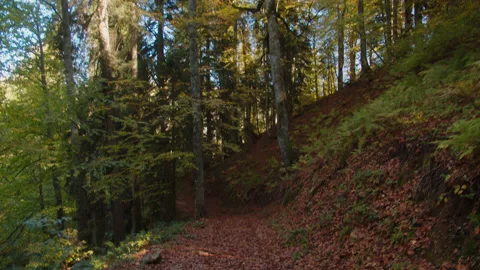 Camera is following the mountain path covered with fallen dried leaves and Stock Footage 204051430