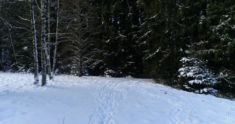 Camera following a path on a feald with snow towards the fir forest Stock Footage 102266143