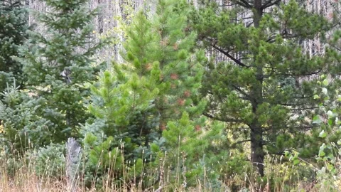 Camera following a wild moose in the forest, the dark colors of the animal Stock Footage 218374852