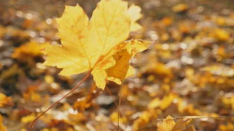 Camera following to yellow maple leaves falling to ground in autumn forest. Stock Footage 106620971