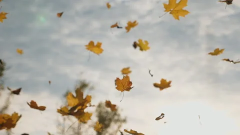 Camera following to yellow maple leaves falling to ground in autumn forest Stock Footage 284809836