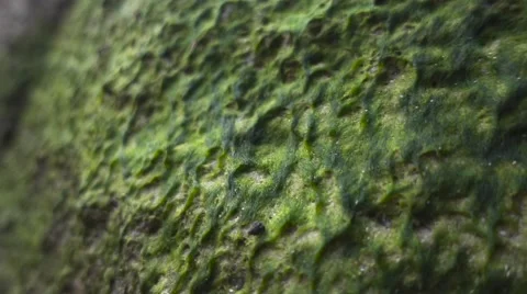 Camera follows along a wall covered with green moss. Slow motion Stock Footage 66760320