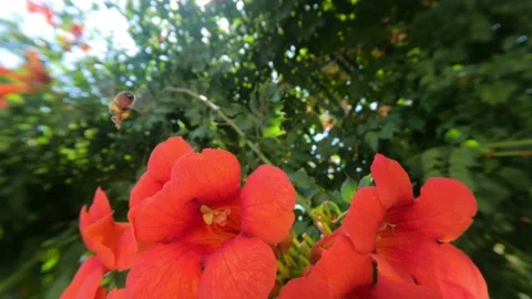 The camera follows a bee in flight in a cinematic photo, looking for nectar Stock Footage 156483123