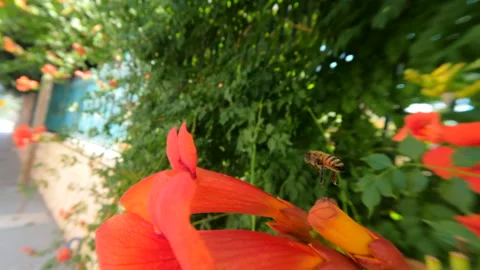 The camera follows a bee in flight in a cinematic slow motion shoot, looking for Stock Footage 156587257