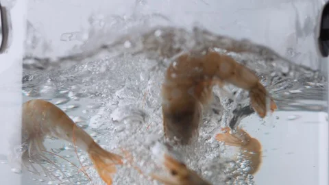 Camera follows cooking raw shrimp in boiling water. Slow Motion. Stock Footage 98317168