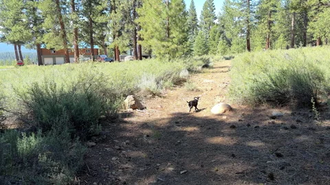 Camera Follows Dog on A Path Stock Footage 245838432