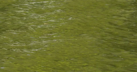Camera follows flight of long-tailed mayfly above river Tisza Stock Footage 262974651