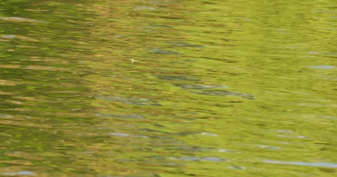 Camera follows flight of long-tailed mayfly above river Tisza in annual swarm Stock Footage 262975394