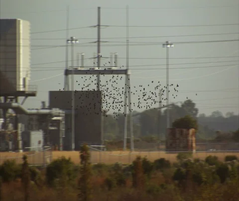 Camera follows flock of birds as it pans left over Polk Power Station Stock Footage 86746862