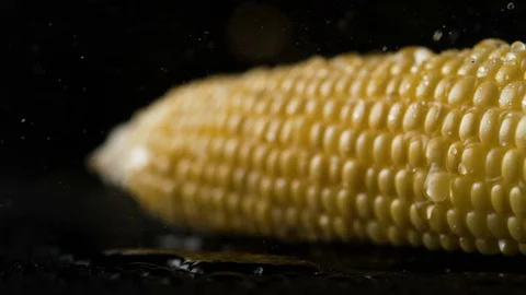 Camera follows fresh row sweet corn. Slow Motion. Stock Footage 79478641