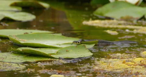 Camera follows a grass snake as it swims fast in pond and flick its tongue 스톡 동영상 262567582