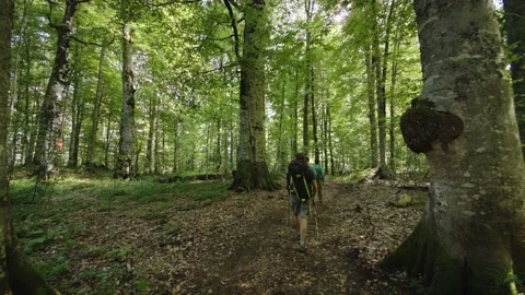 The camera follows a group of walkers walking through the woods with Nordic Stock Footage 208887197