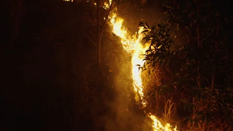 Camera follows the line of fire of a large night fire in the forest of Long Stock Footage 278488883