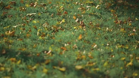 Camera follows man's legs which are walking along green grass lawn. Stock Footage 62645720