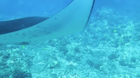 Camera follows manta ray Stock Footage 71377745