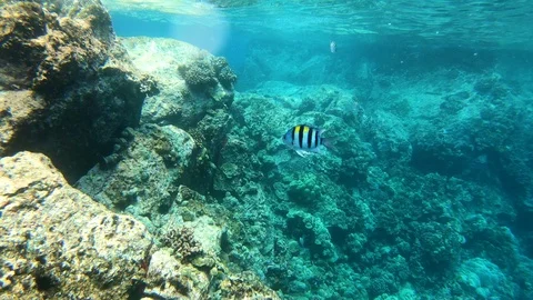 Camera follows Sergeant Major fish swimming in coral reef, Big Island Hawaii 4K Stock Footage 98365085