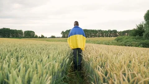 The camera Follows slow motion a Man Walking Along a Wheat Field With the Video stock 203817411