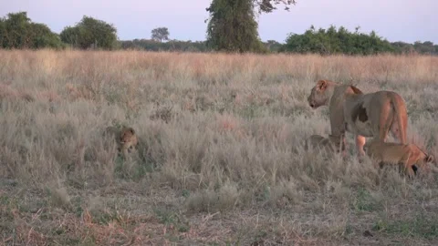 Camera follows three startled lion cubs after disturbance — Part 24 Stock Footage 321603753