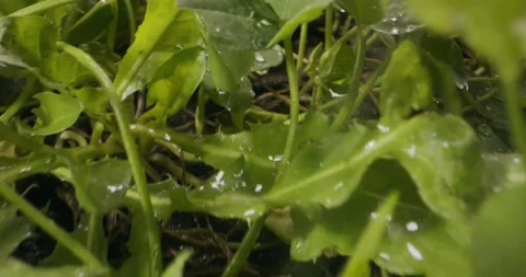 A camera that follows through the grass during rainfall Stock Footage 150407585