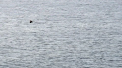 Camera follows vulture in flight Stock Footage 47329208