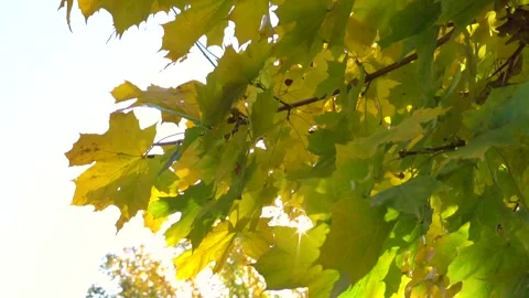 Camera follows the yellow maple leaves on a sunny fall day. Video stock 157524895
