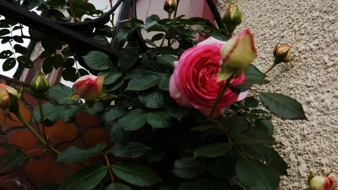 Camera folowing rose plant down from balcony Stock Footage 107071260