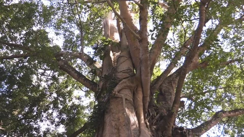 Camera footage around the big crown of the tree Stock Footage 124336508
