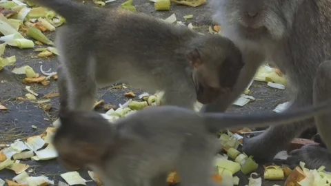 Camera footage of the baby monkey having lunch with the family Stock Footage 125777055