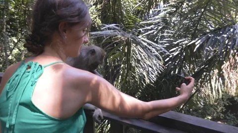 Camera footage of the blogger making the content with the monkey Stock Footage 125769394