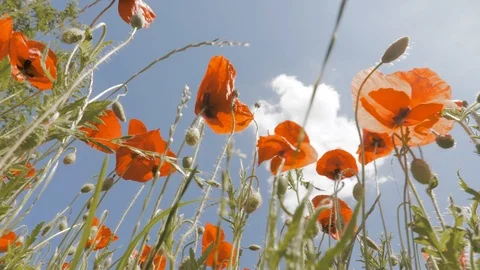 Camera footage of the blue sky through the poppy flowers Stock Footage 94093158