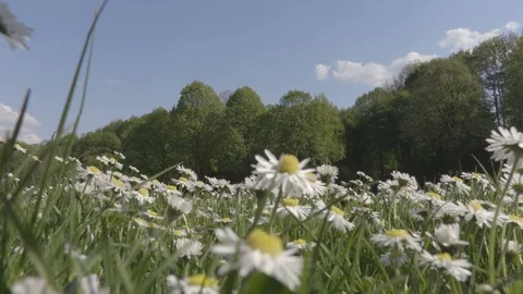 Camera footage of the daisies lawn in the spring time Stock Footage 88799564