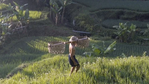 Camera footage of the man working in the rice field in Indonesia sunrise time Stock Footage 119282452