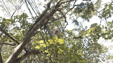 Camera footage of the monkey climbing the cable on the asian street Stock Footage 108461472