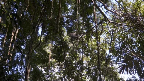 Camera footage of the monkey climbing down the liana in the jungle Stock Footage 124544387
