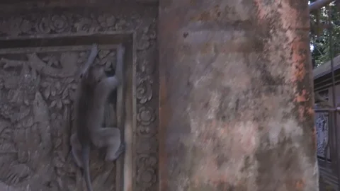 Camera footage monkey climbing the wall of the asian temple in jungle Stock Footage 124227034