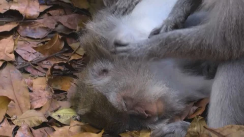 Camera footage of the monkey making the massage to another monkey in the nature Stock Footage 125777091