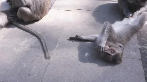 Camera footage of the monkey that plays on the street in Asia Stock Footage 124227012