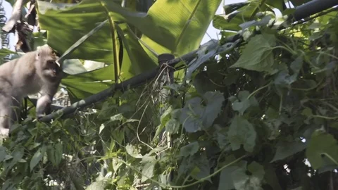 Camera footage of the monkey walking on the edge of the fence Stock Footage 108461374