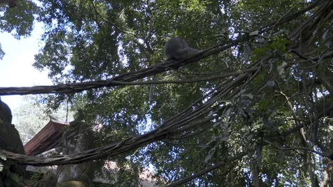 Camera footage of the monkeys playing on the trees in jungle Stock Footage 124544358