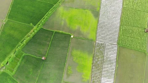 Camera footage overlooking the rice fields while walking Stock Footage 238605522