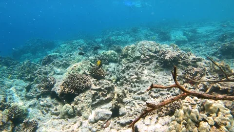 Camera glides across coral reef, Big Island Hawaii, slow motion 4K Stock Footage 98424768