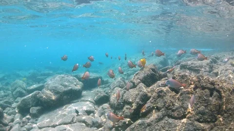 Camera glides along the ocean floor with a school of coral reef fish 4K 스톡 동영상 98432769
