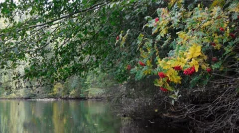 Camera glides along shoreline of quiet lake Stock Footage 8960428