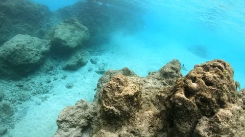 Camera glides over massive coral reef to reveael a line of fish swimming 4K 스톡 동영상 98434930